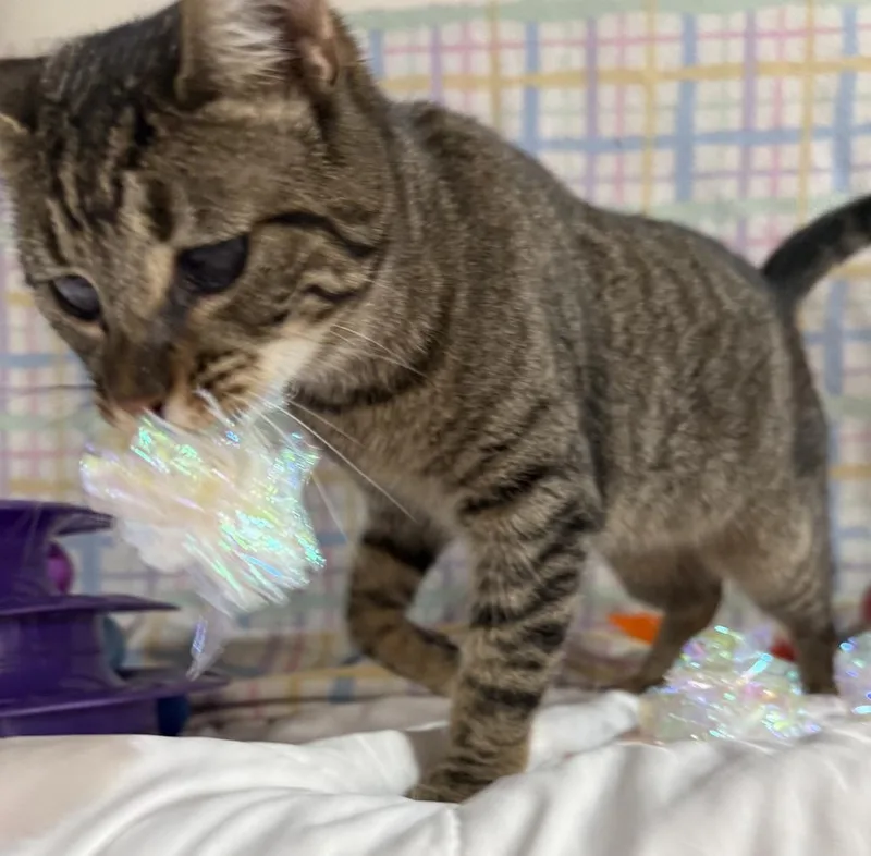 An adult medium-sized female Gray / Blue / Silver Domestic Short Hair cat named Bayna for adoption in Jackson, GA