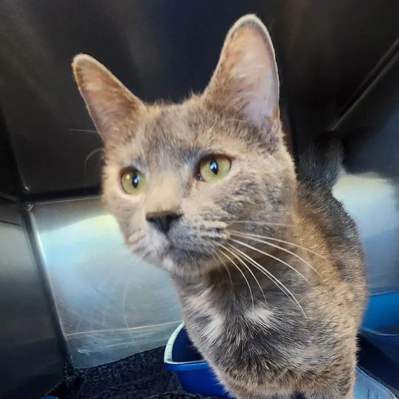 A young medium-sized female Gray / Blue / Silver Domestic Short Hair cat named Marley for adoption in Columbia Station, OH