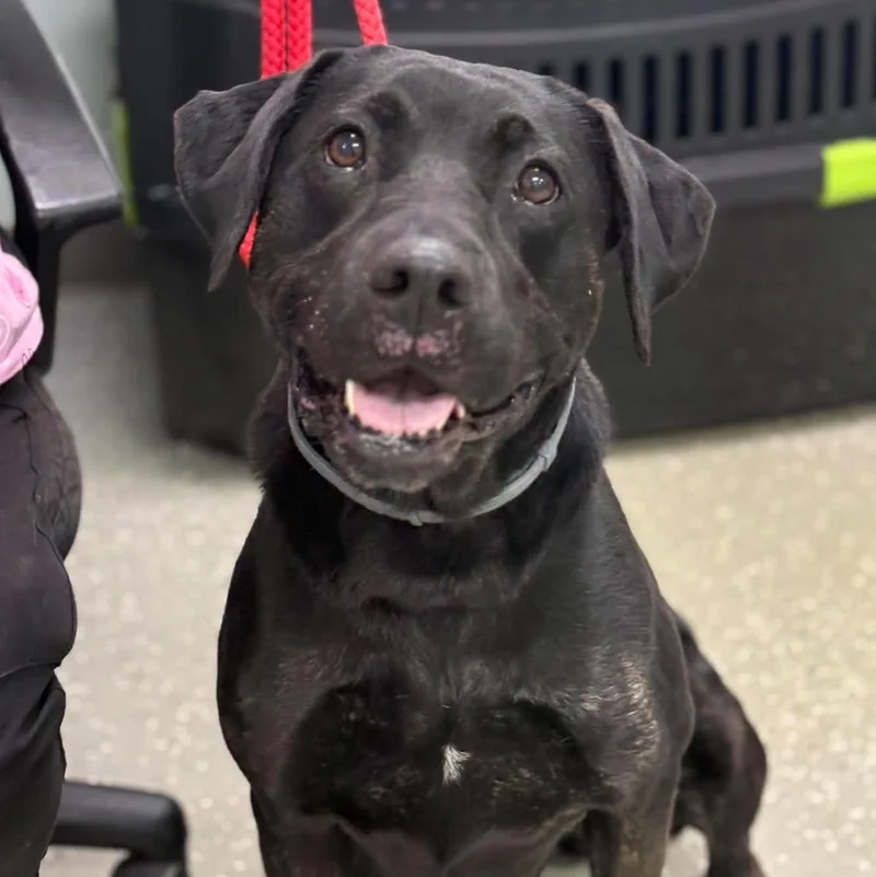 An adult medium-sized female Black Labrador Retriever dog named Josie for adoption in Bardstown, KY