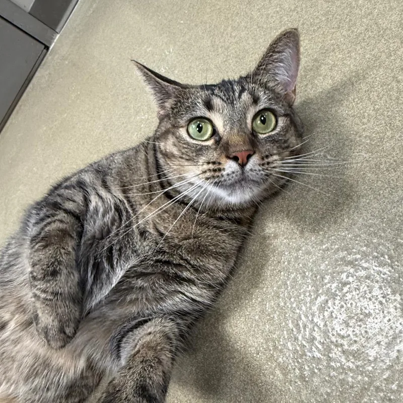 A young medium-sized female Domestic Short Hair cat named Mazel for adoption in South Bend, IN