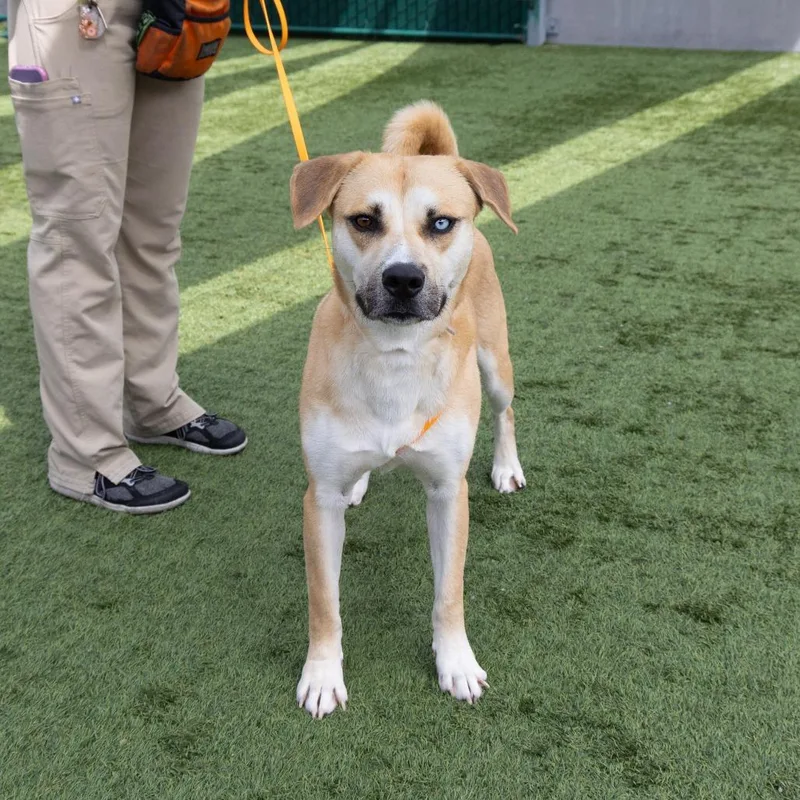 An adult medium-sized male Yellow / Tan / Blond / Fawn Labrador Retriever dog named Aries for adoption in Pasadena, CA