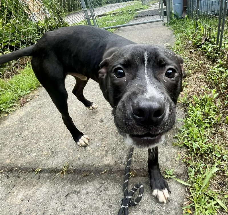 A baby medium-sized male Black Labrador Retriever dog named Otis for adoption in Petersburg, VA