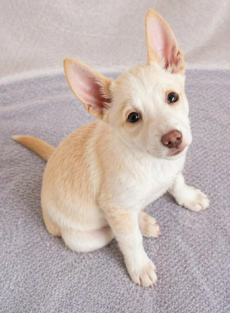 A baby medium-sized male Yellow / Tan / Blond / Fawn Terrier dog named Alydar for adoption in Newport, TN