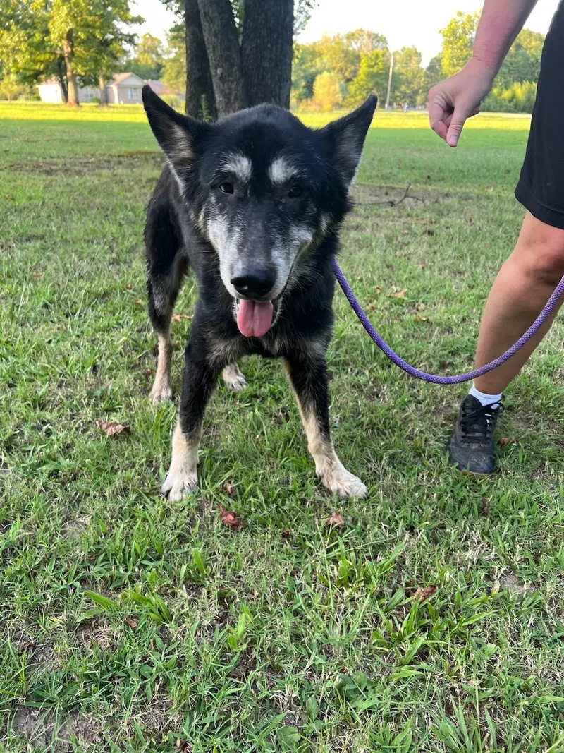 A senior medium-sized female German Shepherd Dog dog named Samantha for adoption in Zimmerman, MN