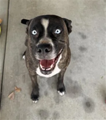 An adult medium-sized female Pit Bull Terrier dog named Ocean for adoption in Redlands, CA