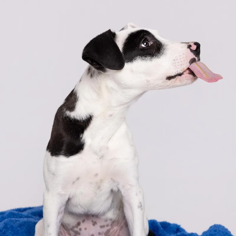 A young large-sized female White / Cream Mixed Breed dog named Patches for adoption in Leander, TX