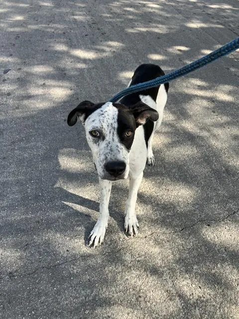 A young large-sized male Mixed Breed dog named Oreo for adoption in Dallas, TX