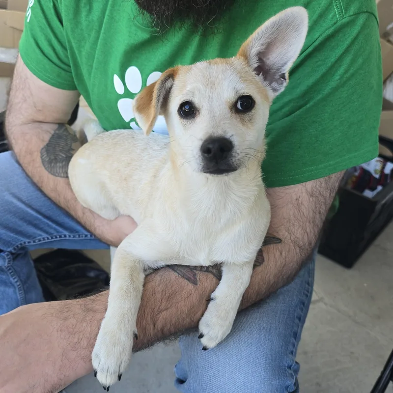 A young small-sized female White / Cream Australian Cattle Dog / Blue Heeler dog named Mesa for adoption in Buckley, WA
