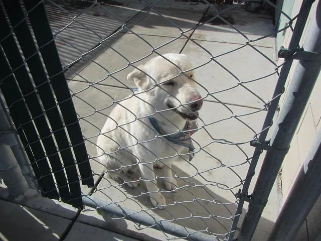 An adult medium-sized male German Shepherd Dog dog named Snowball for adoption in Santa Rosa, CA
