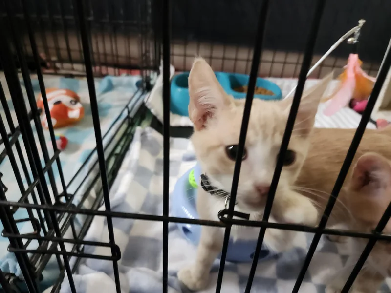 A young small-sized male Buff & White Domestic Short Hair cat named Phoenix for adoption in Folkston, GA