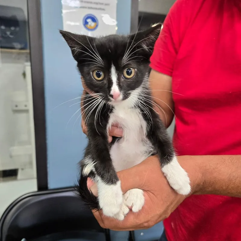 A baby small-sized female Black Domestic Short Hair cat named Chewie for adoption in Newark, NJ