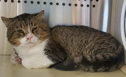 An adult large-sized male Domestic Short Hair cat named Chester for adoption in Kansas City, MO
