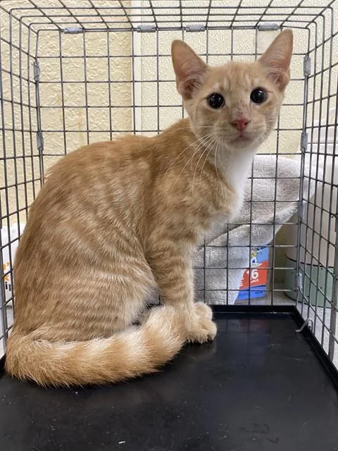 A baby small-sized male Domestic Short Hair cat named Cheddar for adoption in Fort Myers, FL