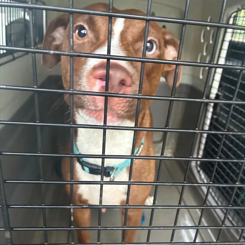 An adult medium-sized female Brown / Chocolate Terrier dog named Charmer for adoption in Montgomery, AL