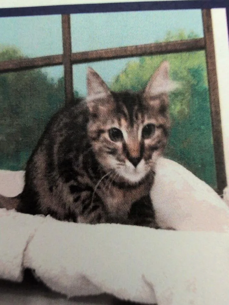 A baby small-sized female Domestic Short Hair cat named Nina for adoption in Parker, CO