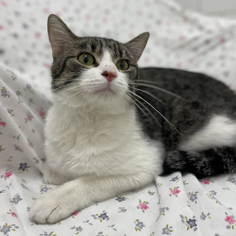 Vato Gato thumbnail 2