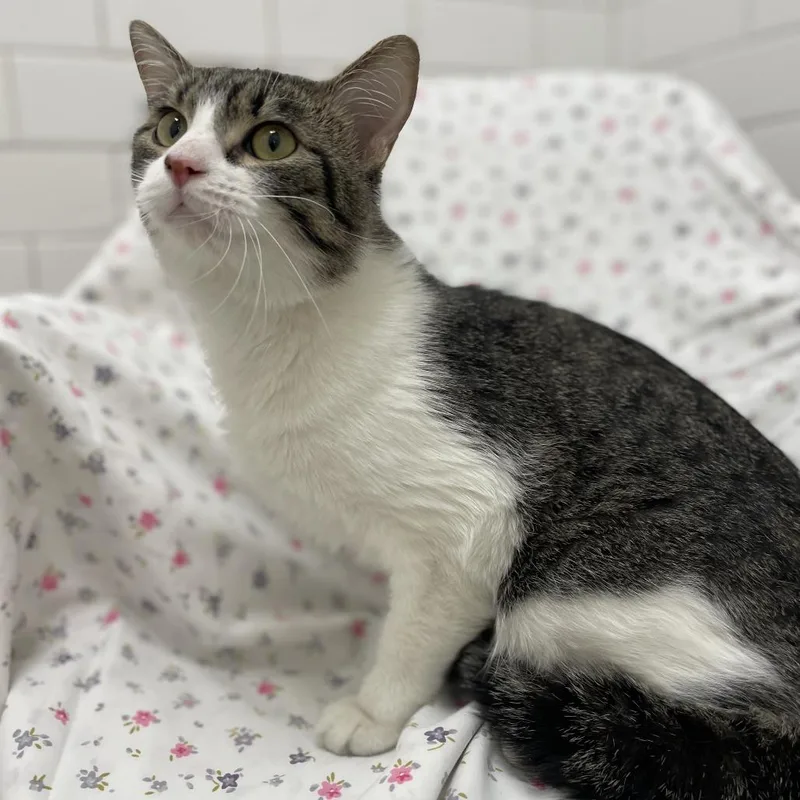 Vato Gato thumbnail 3