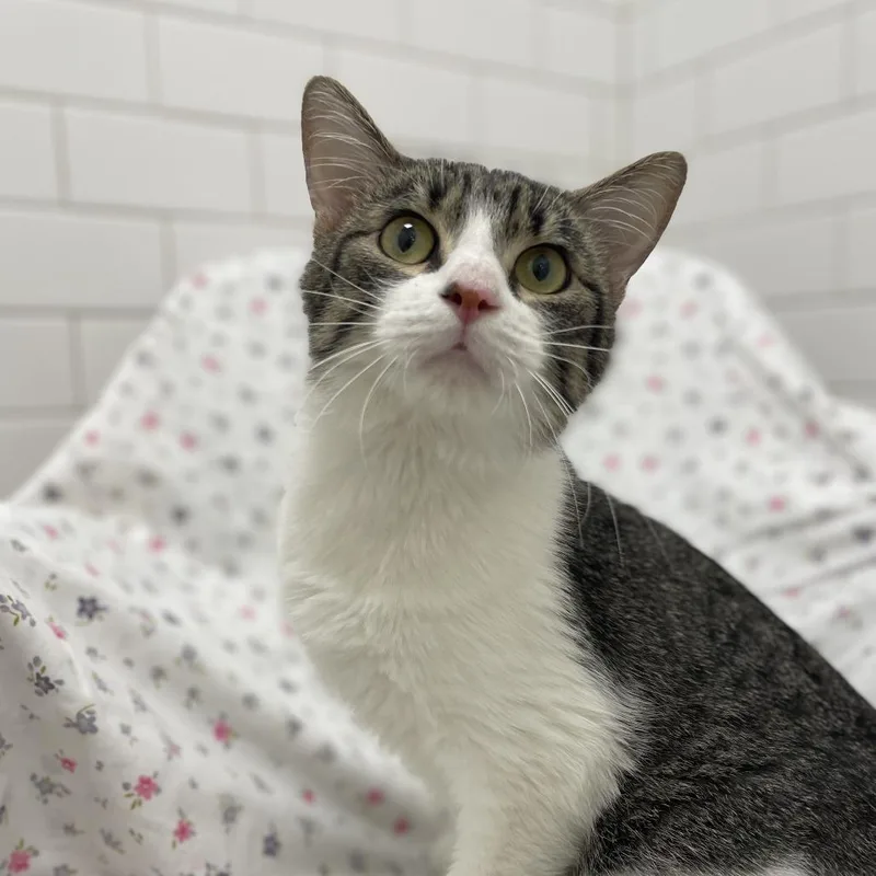 Vato Gato thumbnail 4