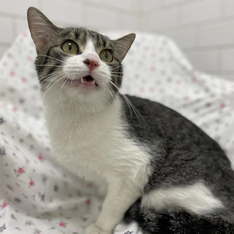 Vato Gato thumbnail 5