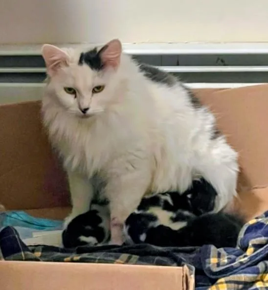A young medium-sized female Domestic Short Hair cat named Opal for adoption in Canton, CT
