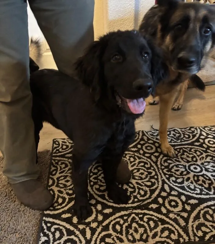 A young large-sized female Black Newfoundland Dog dog named Ember for adoption in renton, WA