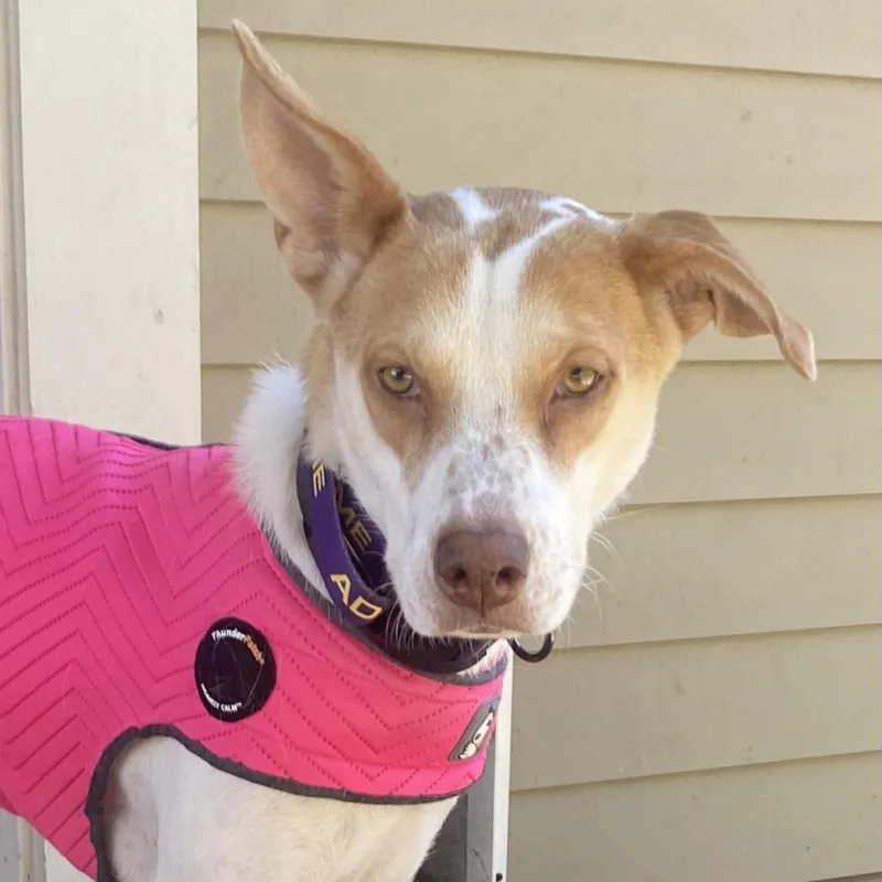 A senior medium-sized female White / Cream Shepherd dog named Rosie for adoption in San Antonio, TX