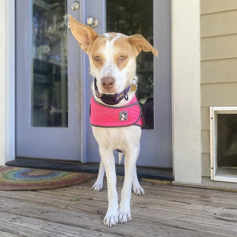 Rosie thumbnail 5