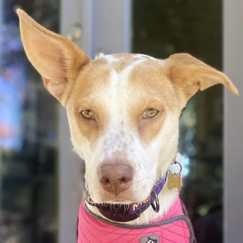Rosie thumbnail 6