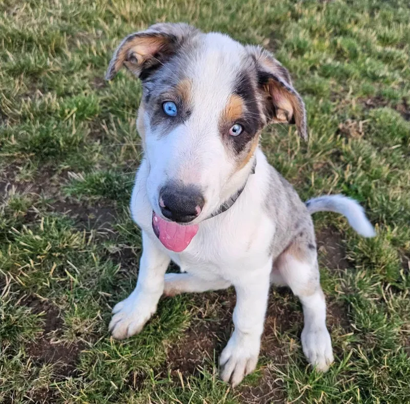 A baby medium-sized male Catahoula Leopard Dog dog named Asher for adoption in LEWISTON, ID