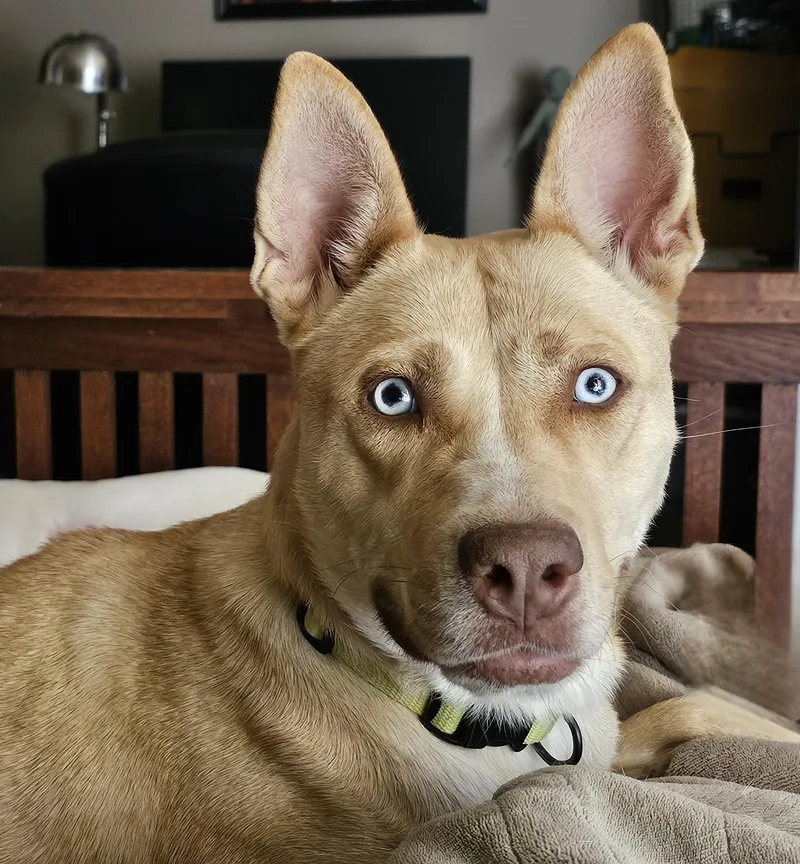 An adult medium-sized female Yellow / Tan / Blond / Fawn Husky dog named Stella for adoption in Watertown, CT