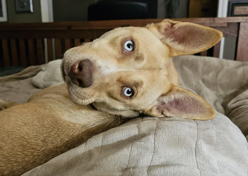 Stella thumbnail 3