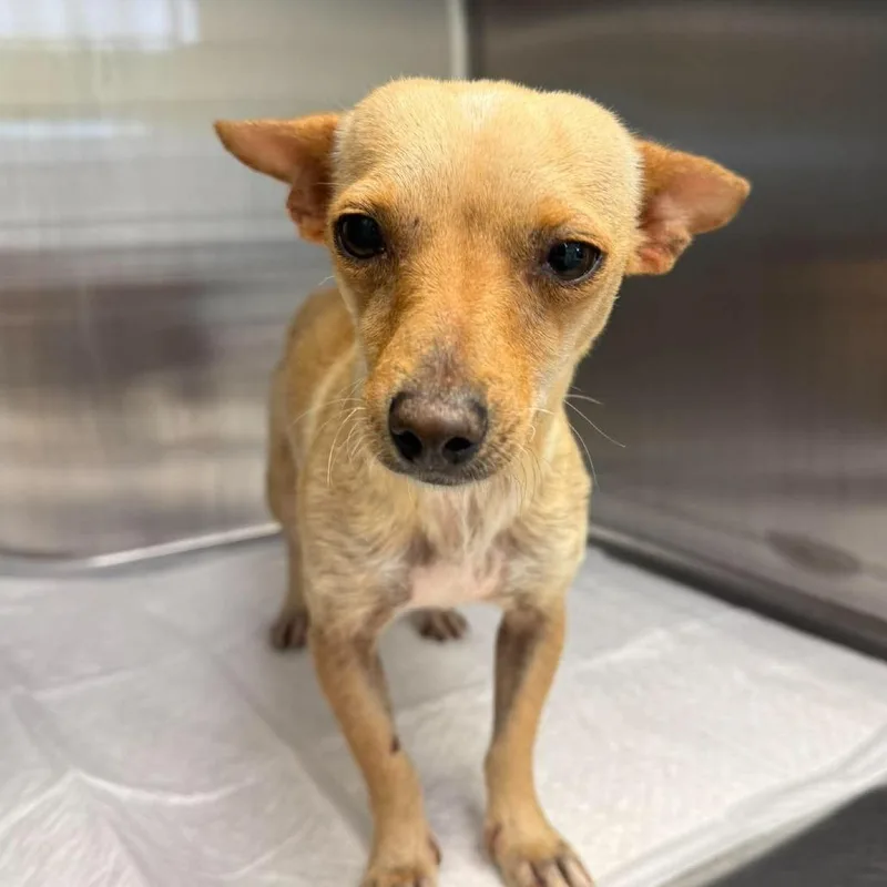 An adult small-sized female Yellow / Tan / Blond / Fawn Chihuahua dog named Sapphire for adoption in Bastrop, TX