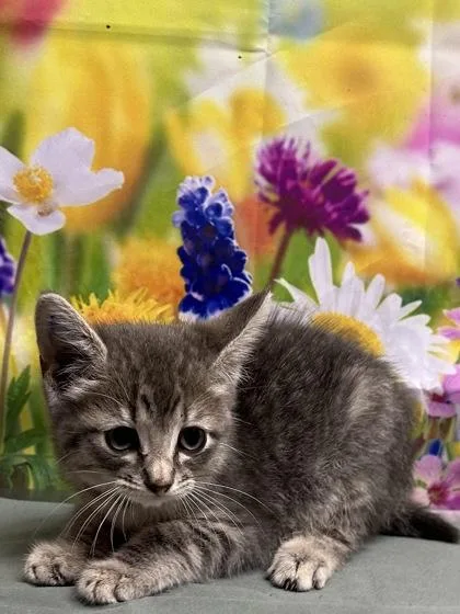 A baby small-sized female Domestic Short Hair cat named Kimiko for adoption in San Antonio, TX