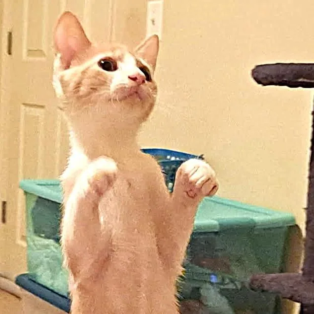 A baby small-sized male Domestic Short Hair cat named Coyote for adoption in Cumming, GA