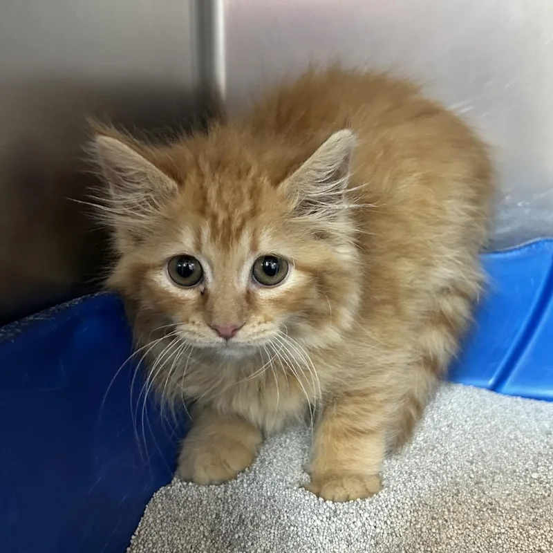 A baby small-sized male Orange / Red Domestic Medium Hair cat named Kiwi Bird for adoption in Newport, NC