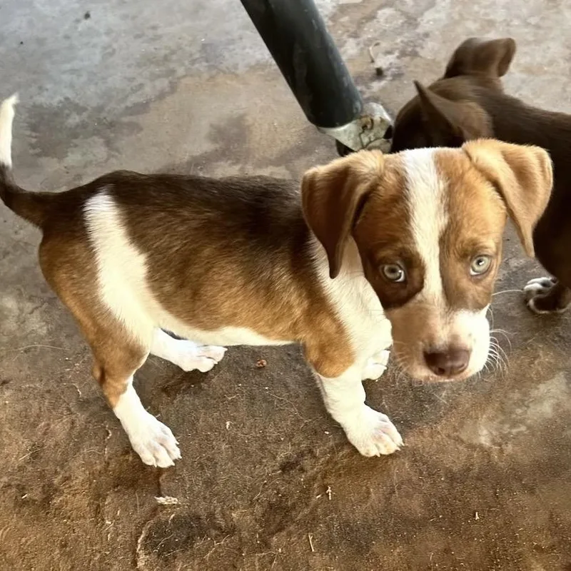 A young medium-sized female Cattle Dog dog named Sadie FKA Sibby for adoption in Midland, TX