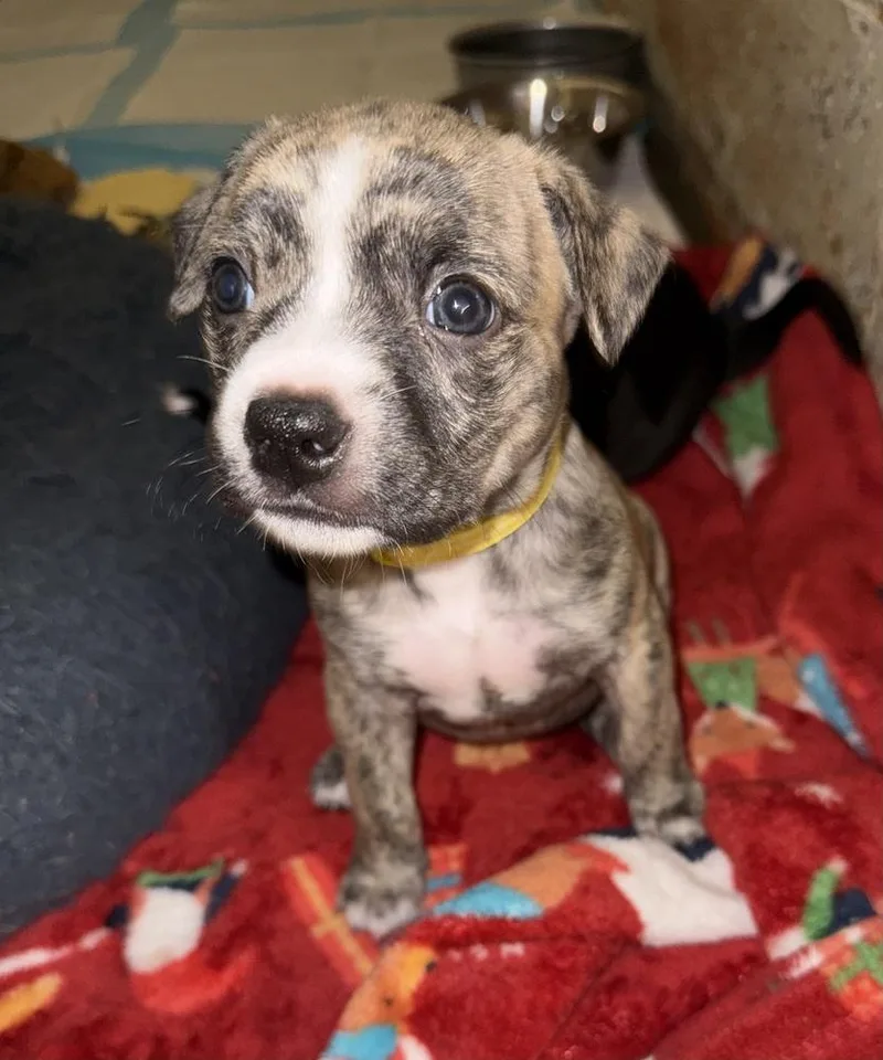 A baby medium-sized female Pit Bull Terrier dog named Primrose for adoption in Warr Acres, OK