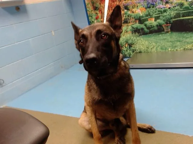A young large-sized male Belgian Shepherd / Malinois dog named A for adoption in Moreno Valley, CA
