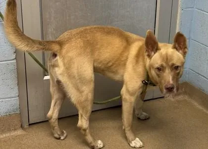 An adult large-sized male Mixed Breed dog named Jeromy for adoption in Chamblee, GA