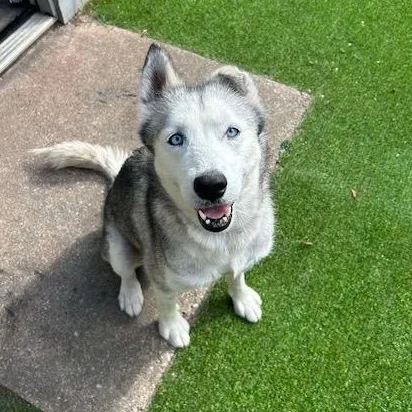 A young medium-sized female Husky dog named Molly for adoption in New Smyrna Beach, FL