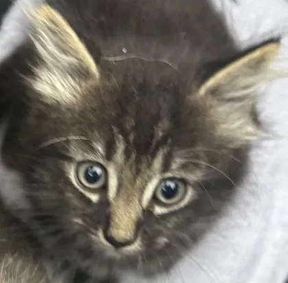 A baby small-sized male Domestic Short Hair cat named Ford for adoption in West Chester, PA