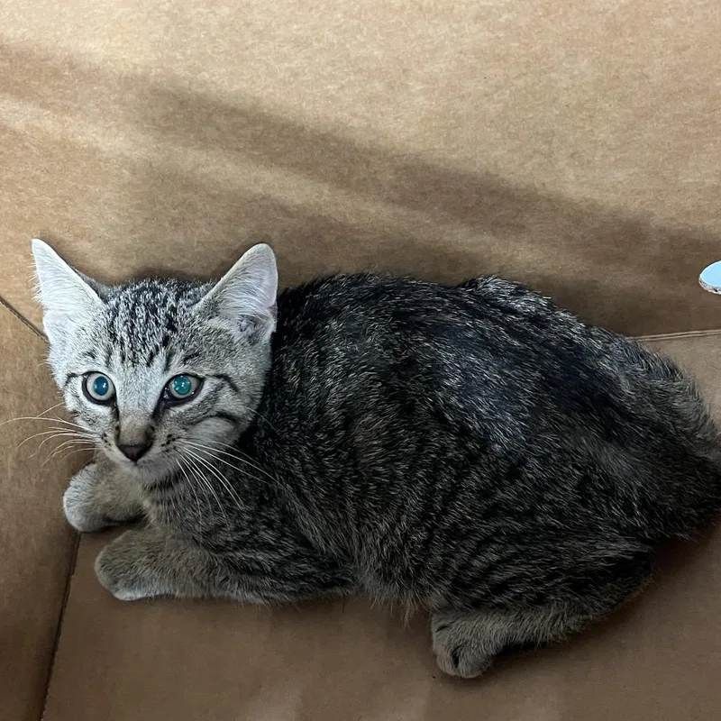 A baby small-sized male Brown / Chocolate Domestic Short Hair cat named Citgo for adoption in Tampa, FL