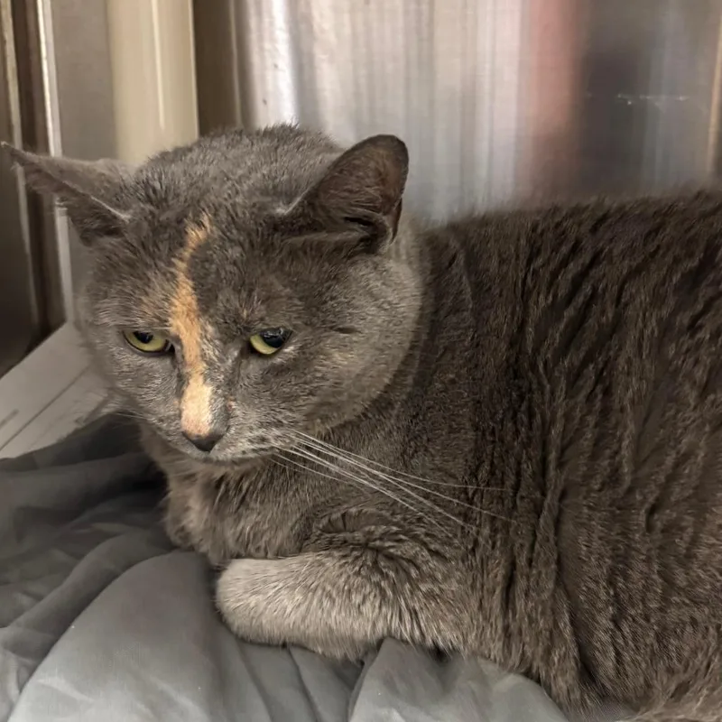 A senior large-sized female Gray / Blue / Silver Domestic Short Hair cat named Mia for adoption in Philadelphia, PA