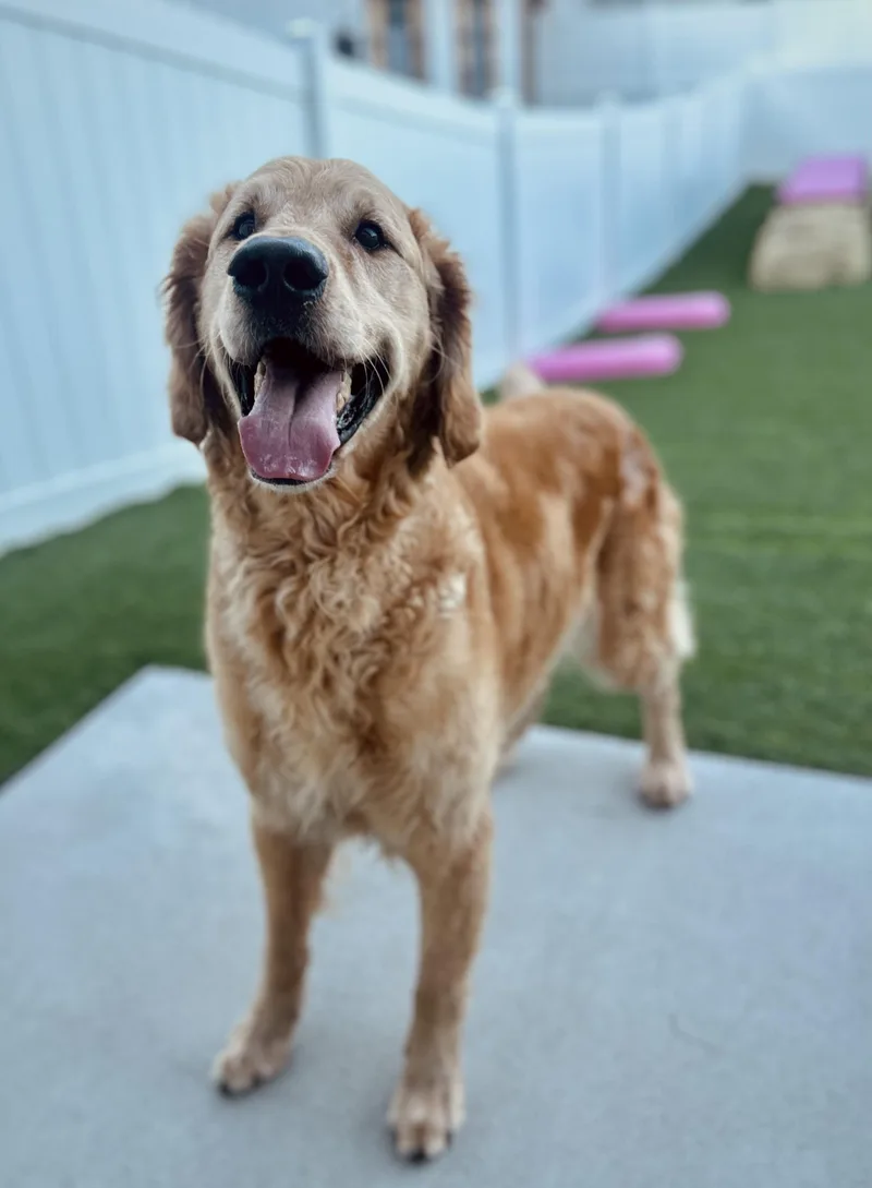 An adult large-sized male Golden Retriever dog named Morsal for adoption in O'Fallon, MO