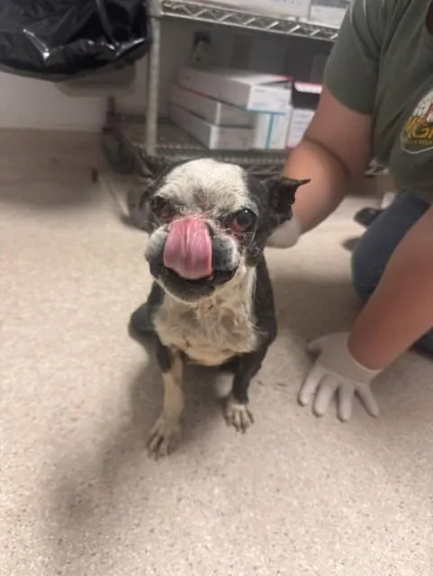 An adult small-sized female Boston Terrier dog named Cindy L. for adoption in Bakersfield, CA
