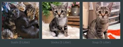 A young small-sized male Domestic Short Hair cat named Sushi for adoption in Beatrice, NE