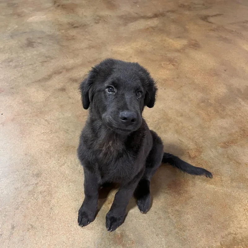 A baby medium-sized male Black Poodle dog named Bartimus for adoption in Washburn, MO