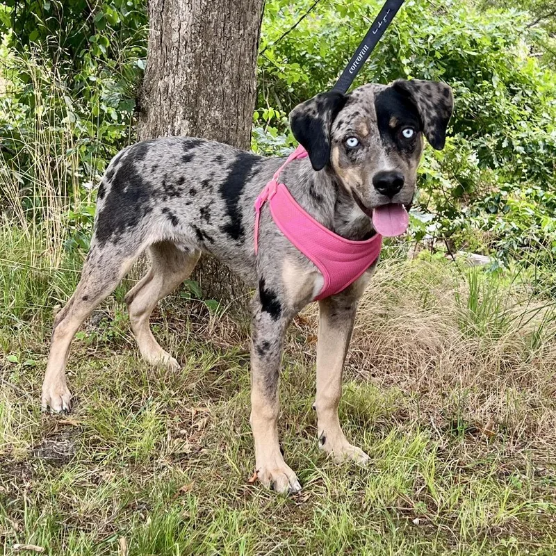 A baby medium-sized male Gray / Blue / Silver Catahoula Leopard Dog dog named Timbo for adoption in East Hampton, NY
