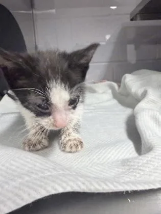 A baby small-sized male Domestic Medium Hair cat named Bernard for adoption in Gastonia, NC