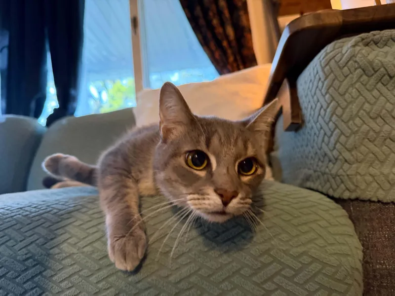 A young medium-sized male Domestic Short Hair cat named Widget for adoption in Royal Oak, MI